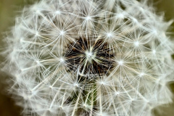 Картинка цветы одуванчики пушистый одуванчик макро