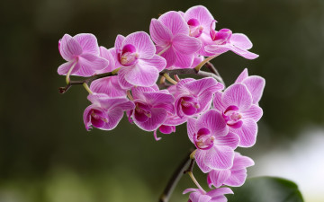 обоя цветы, орхидеи, экзотика