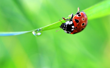 обоя животные, божьи коровки, божья, коровка, лист, капля