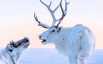 обоя животные, олени, пара, рога, снег, зима