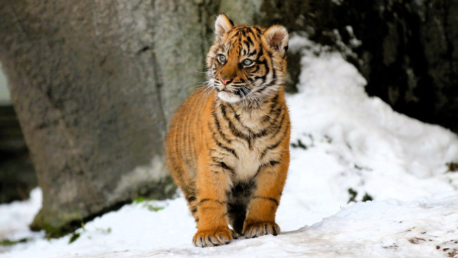 Обои картинки фото животные, тигры, тигренок, снег, зима