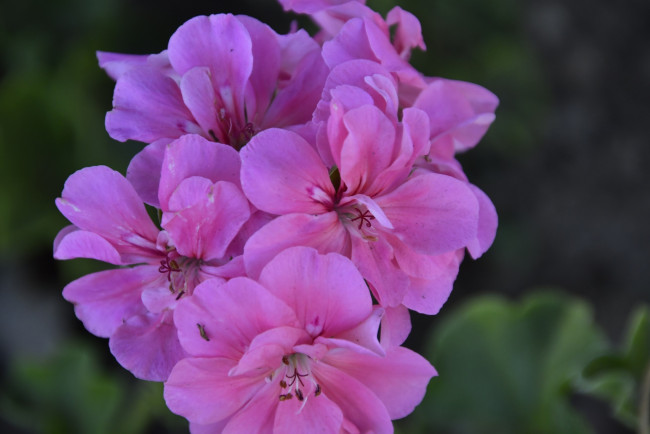 Обои картинки фото цветы, герань, розовая, макро