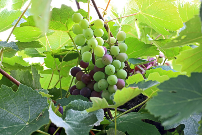 Обои картинки фото природа, ягоды,  виноград, грозди, виноград