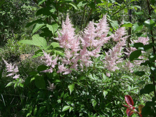 Картинка цветы астильбы