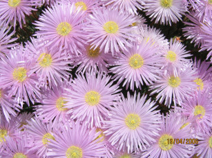 Картинка цветы астры