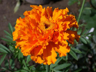 Картинка цветы бархатцы