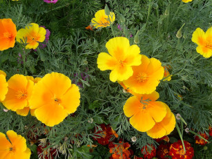 Картинка цветы эшшольция