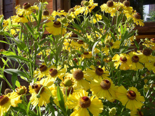 Картинка цветы гайлардии гелениумы