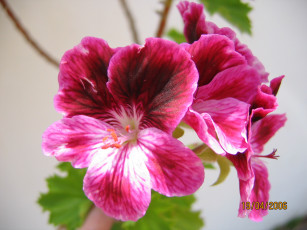 Картинка цветы герань