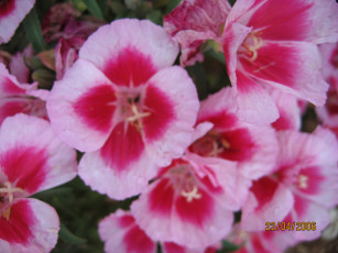 Картинка цветы герань