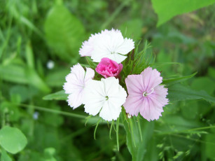 Картинка цветы гвоздики