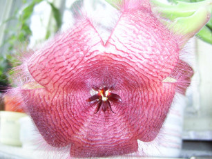 обоя цветы, кактусы