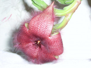 Картинка цветы кактусы