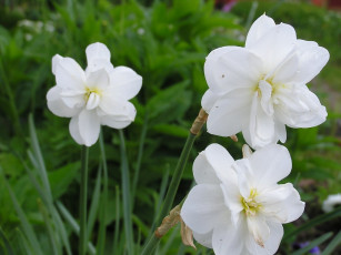 Картинка цветы нарциссы