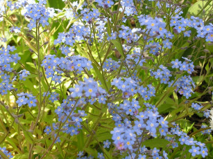 Картинка цветы незабудки