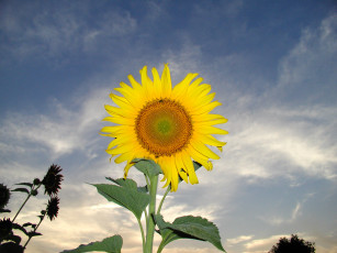 Картинка цветы подсолнухи