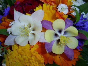 Картинка цветы разные вместе