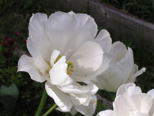 Картинка цветы тюльпаны