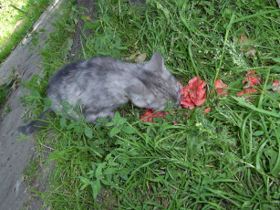 Картинка животные коты