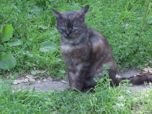 Картинка животные коты