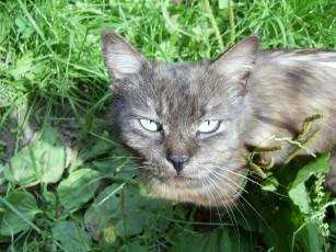 Картинка животные коты