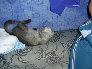 Картинка животные коты