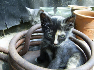 Картинка животные коты