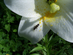 Картинка животные насекомые