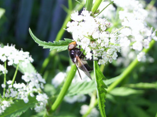 Картинка животные насекомые