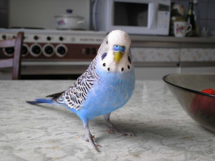 Картинка животные попугаи