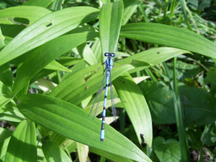 Картинка животные стрекозы