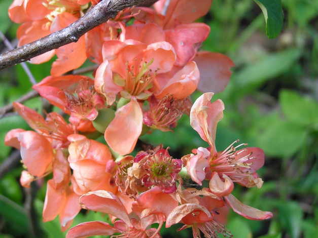 Обои картинки фото цветы, айва