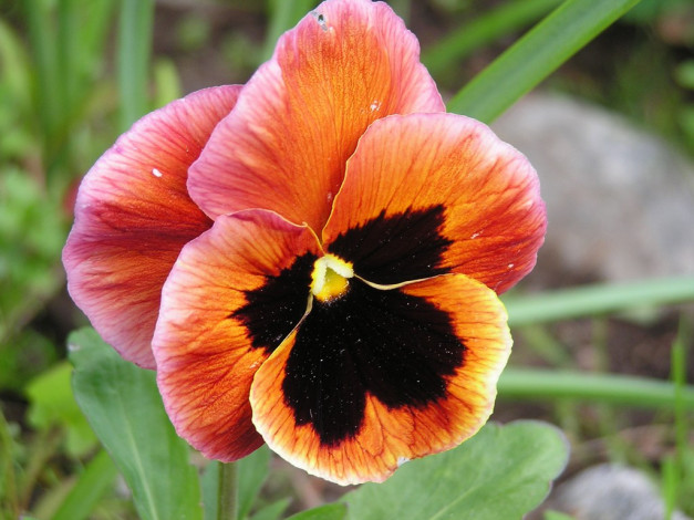 Обои картинки фото цветы, анютины, глазки, садовые, фиалки