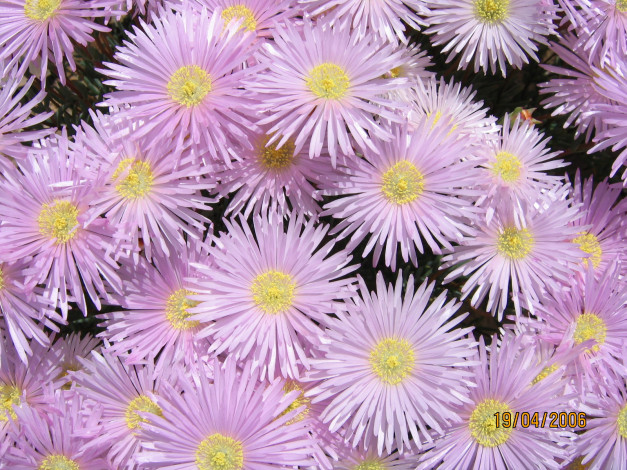 Обои картинки фото цветы, астры