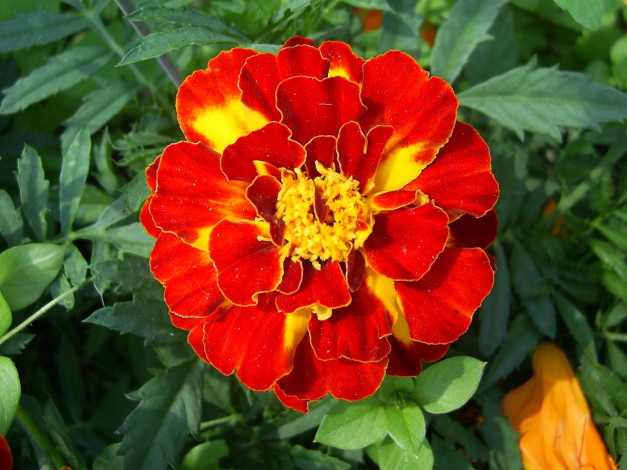 Обои картинки фото цветы, бархатцы