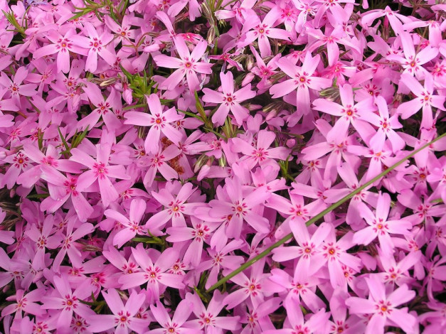 Обои картинки фото цветы, флоксы