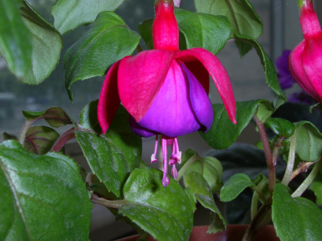 Обои картинки фото цветы, фуксия