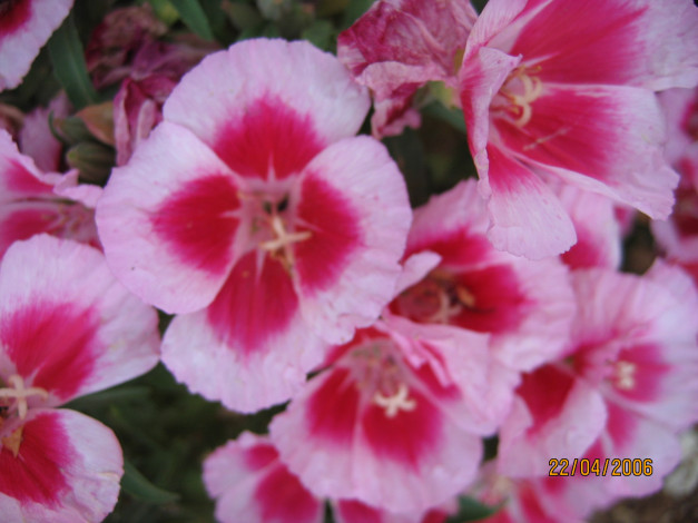 Обои картинки фото цветы, герань