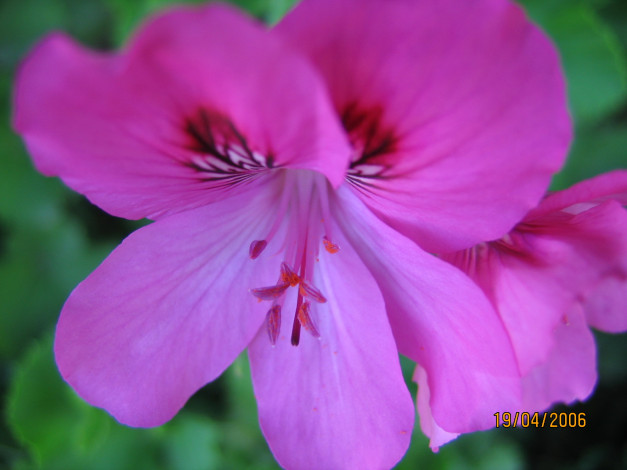 Обои картинки фото цветы, герань