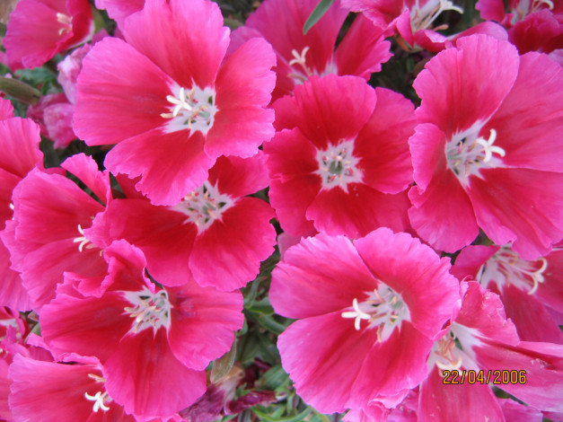 Обои картинки фото цветы, годеция