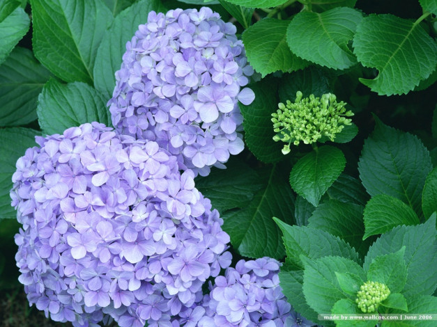 Обои картинки фото цветы, гортензия