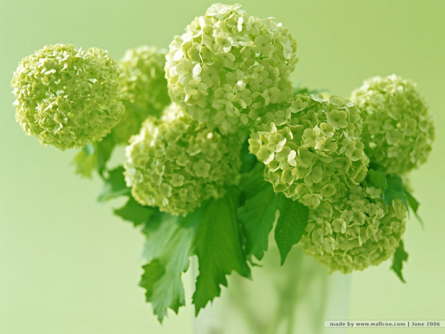 Обои картинки фото цветы, гортензия