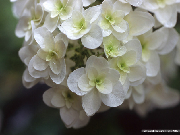 Обои картинки фото цветы, гортензия
