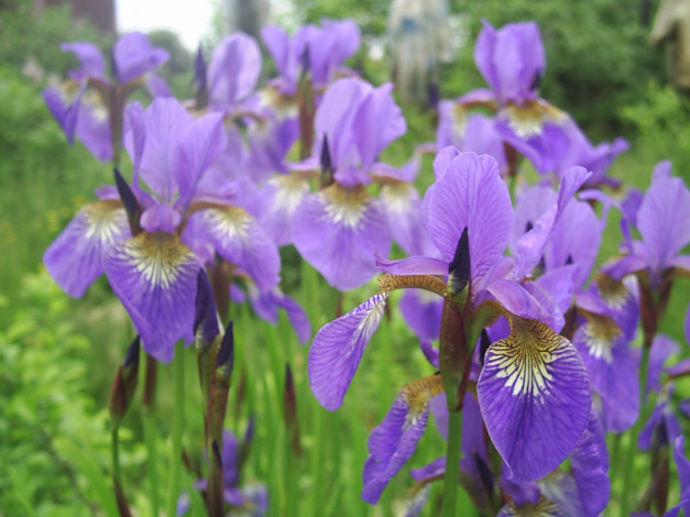 Обои картинки фото цветы, ирисы