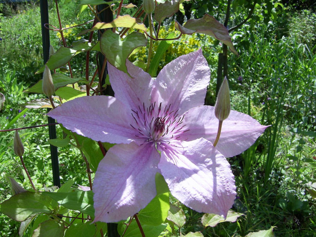 Обои картинки фото цветы, клематис, ломонос