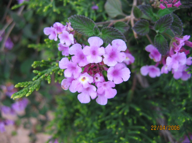 Обои картинки фото цветы, лантана, вербена