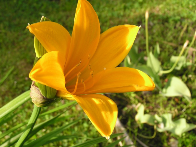 Обои картинки фото цветы, лилии, лилейники