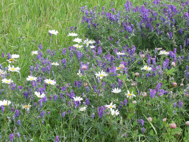 Обои картинки фото цветы, луговые, полевые