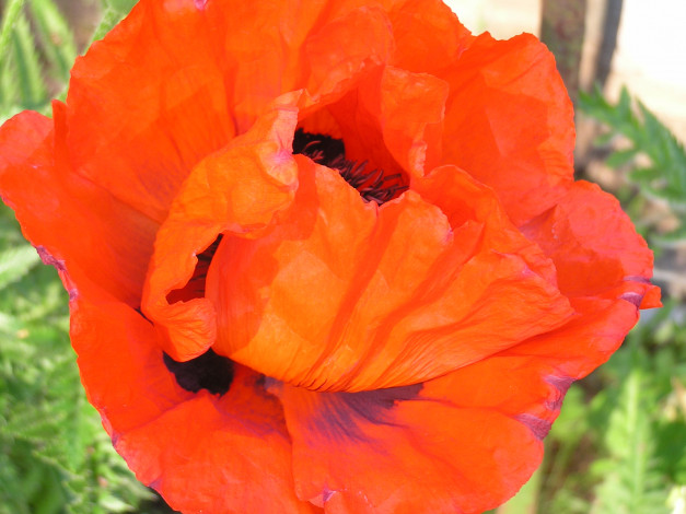 Обои картинки фото цветы, маки