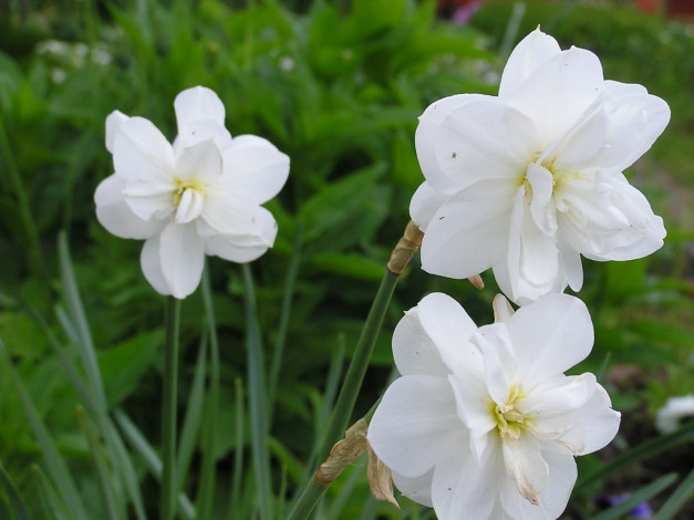 Обои картинки фото цветы, нарциссы